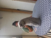 3 aylık dişi british shorthair