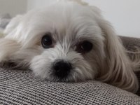 Coco Maltese 4 yaşında dişi kısır