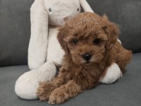 Dişi Toy Poodle 2 Aylık