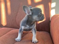MÜKEMMEL KALİTE BLUE TAN DİŞİ FRENCH BULLDOG