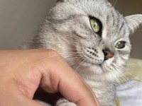 British Shorthair Erkek Acil Yardımcı Olunacaktır
