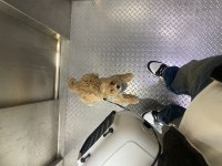 Maltipoo Kuki yeni sahibini arıyor bütün aşıları tam