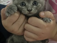 Scottish Anne Kedi Ve Yavruları Sahiplendirilecektir