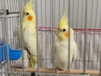 İster tek ister çift yavru alınmış takım sultan papağanı