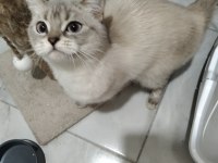 2 yaşında blue point dişi kedimiz