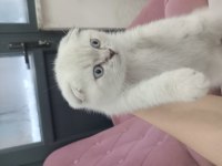 Kedim scottish fold blue point