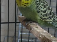 ELE ALIŞTIRMALIK YAVRU MUHABBET KUŞUMUZ