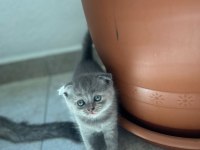 Evde büyüyen sağlıklı Scottish Fold