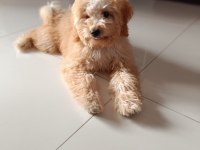Sevimli Poodle Maya