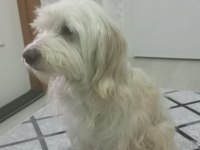 Terrier fox