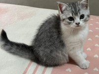 Güzel Yavru Dişi Kedimiz Yeni Yuvasını Bekliyor