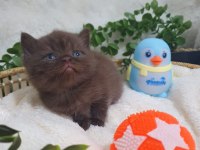 Chocolate bebek kediler