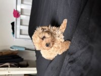 Eşsiz Kore Maltipoo Bebekler