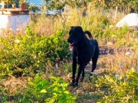 HAS MEYDANCI ANA BABA DAVAR KÖPEĞİ KANGALIN ENİKLERİ