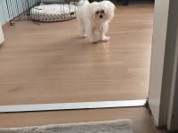 Sadece 1100 gram maltese