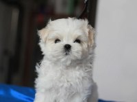 Korean maltipoo puppies (cheap) 2 kg olacak