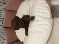 Kore red brown teacup poodle 2 aylık dişi ve erkek