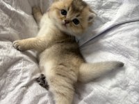 SAFKAN BİBLO SURAT GOLDEN BRİTİSH BEBEĞİM