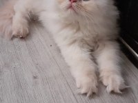 Safkan iran kedisi yavrusu