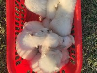 KAR BEYAZI SAMOYED YAVRULARIMIZ YENİ SAHİBİNİ ARIYOR
