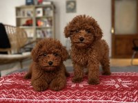 3 Aylık Ped Eğitimli Red Brown Poodle Yavrular