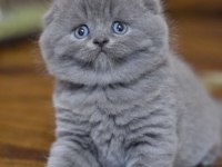 Scottish Fold Yavrularımız Evinizin Neşesi Olacaktır
