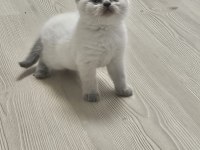 2 aylık cins kediler satılıktır blue point oyuncu kedisi