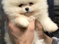 MİNİBOY TEDDY BEAR POMERANİAN BOO YAVRULAR