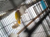 Green opal lutino çift ve lutino albino çift kuşlar