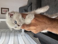 Scottish fold ve british yavruları