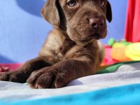 Üreticiden A Plus Kalite Labrador Yavrular