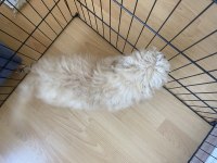2 aylık bebek köpeğime yuva
