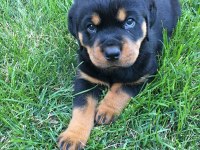 Afacan Rottweiler Bebekler Kapıda Ödeme Mevcuttur