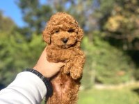 A KALİTE TOY POODLE YAVRULARI (BOŞ GEÇME)
