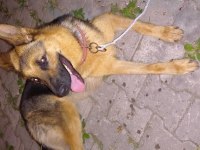 2 yaşında dişi orjinal Alman kurdu