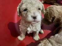 SEVIMLI POODLE MINIKLER