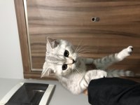 2 Aylık safkan dişi british shorthair strike