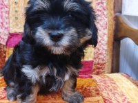 Orta boy Sağlıklı Cana yakın Duygusal yorkie yavruları
