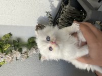 British Longhair Point
