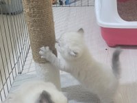 British shorthair blue point yavrular