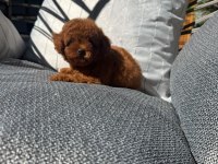 Orijinal safkan toy poodle yavrularımız
