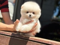 Karbeyaz Pomeranian Boo