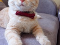7 aylık british shorthair