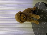 TOY POODLE BEBEKLER YENİ AİLESİNİ ARAMAKTA