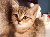 Kardeş kediler yeni yuvasını arıyor