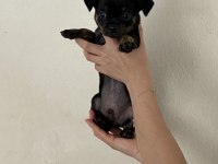 2 Aylık Erkek Chihuahua