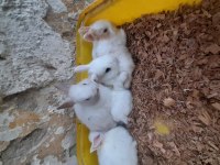 Cüce tavşan yavrusu