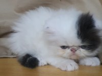 İran kedisi yavru