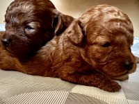 Kore bebekler toy poodle