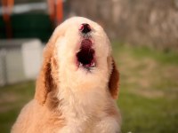 Çok özel giant poodle yavrularımız